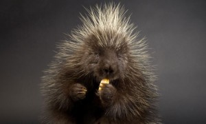 North American porcupine